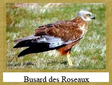 Busard des roseaux - 